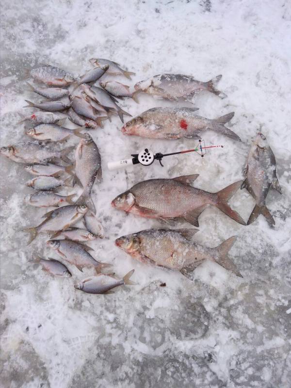 Фотоотчет по рыбе: Лещ, Плотва. Место рыбалки: Берёзовский район