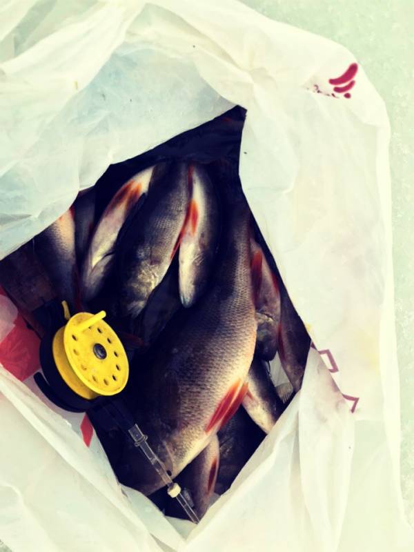 Фотоотчет по рыбе: Окунь. Место рыбалки: Солигорск