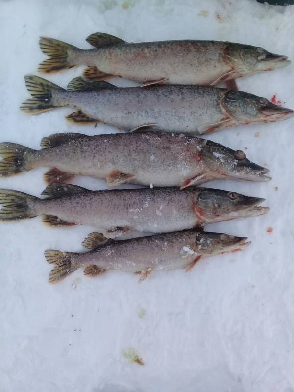 Фотоотчет с рыбалки. Место: озеро Погост