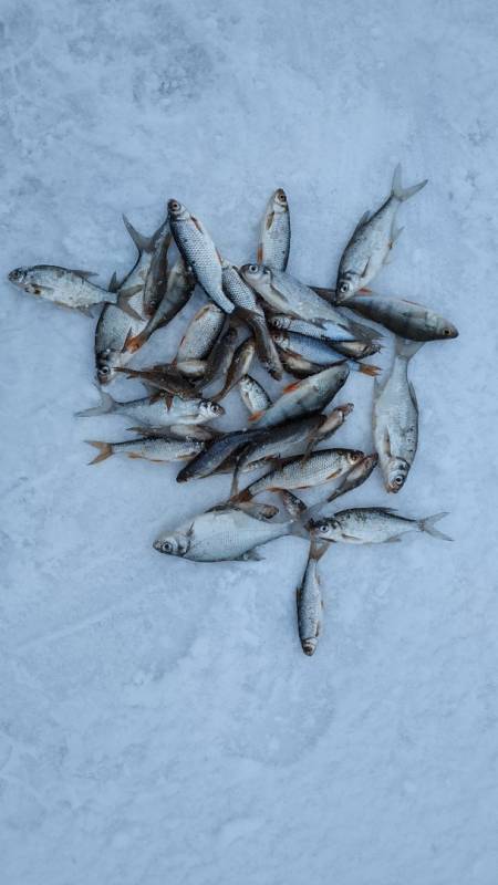Фотоотчет с рыбалки. Место: Витебск