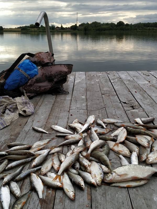 Фотоотчет по рыбе: Лещ, Окунь, Плотва, Уклейка. Место рыбалки: озеро Антозеро