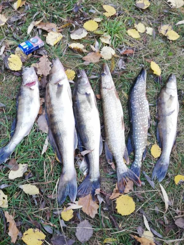 Фотоотчет по рыбе: Щука, Судак. Место рыбалки: Пинск
