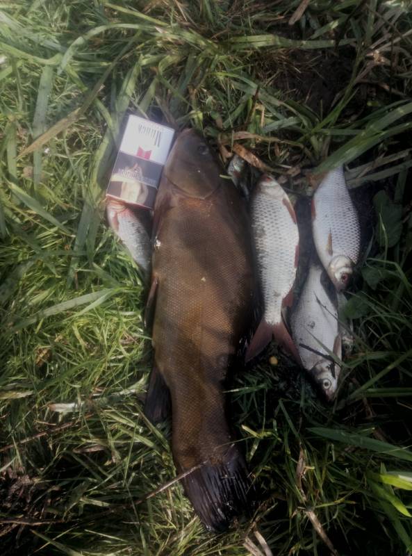 Фотоотчет по рыбе: Плотва, Линь. Место рыбалки: Ганцевичи