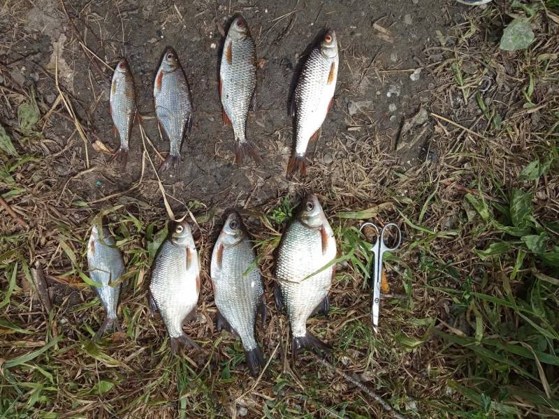 Фотоотчет по рыбе: Густера, Плотва. Место рыбалки: Ляховичи