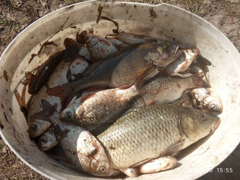 Фотоотчет по рыбе: Карп, Карась, Окунь. Место рыбалки: Красная Слобода