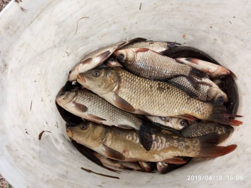 Фотоотчет по рыбе: Карп, Карась. Место рыбалки: Красная Слобода