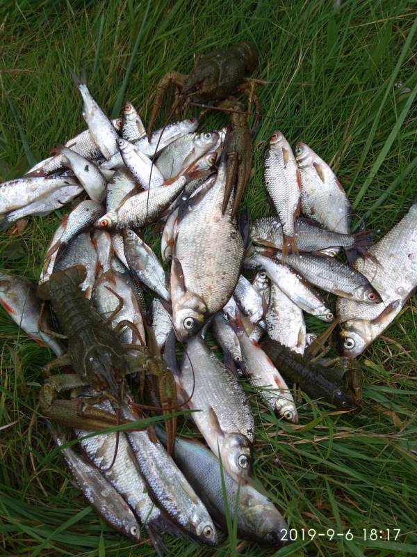Фотоотчет по рыбе: Лещ, Окунь, Плотва, Чехонь, Рак. Место рыбалки: Чигиринка