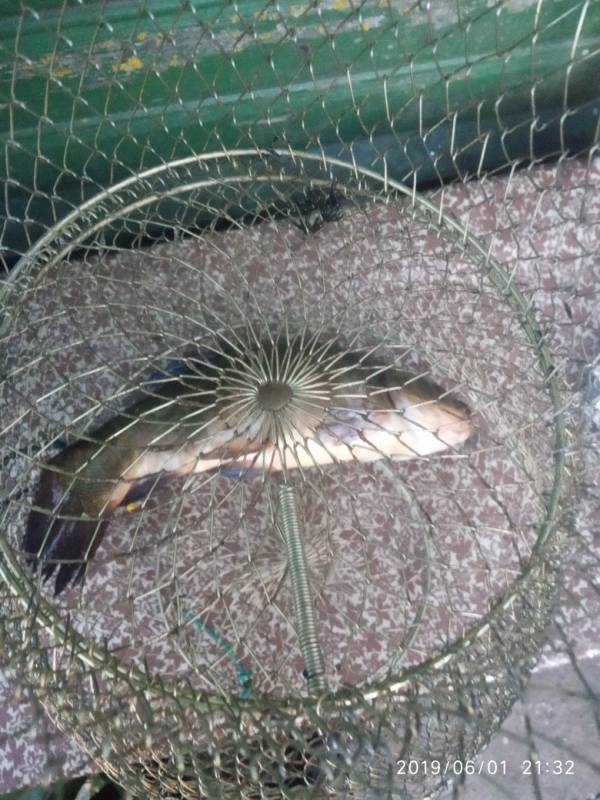 Фотоотчет по рыбе: Линь. Место рыбалки: Ляховичи
