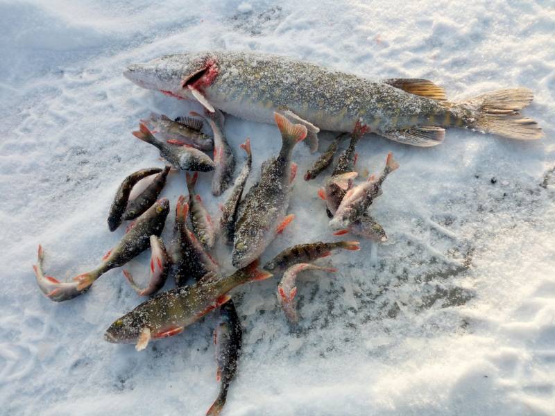 Фотоотчет по рыбе: Щука, Окунь. Место рыбалки: Новополоцк