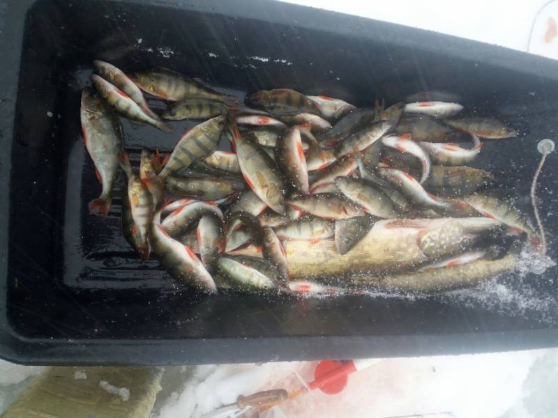 Фотоотчет по рыбе: Щука, Окунь. Место рыбалки: озеро Мугирино