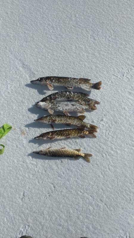 Фотоотчет по рыбе: Щука. Место рыбалки: озеро Чёрная Урода