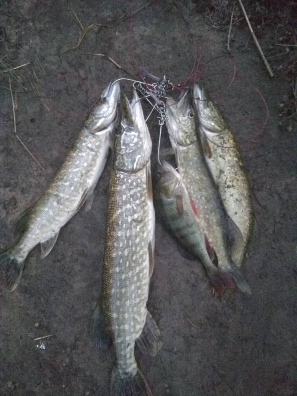 Фотоотчет по рыбе: Щука, Окунь. Место рыбалки: озеро Огзино