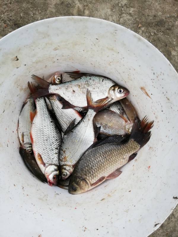 Фотоотчет по рыбе: Густера, Карась, Плотва. Место рыбалки: Солигорск