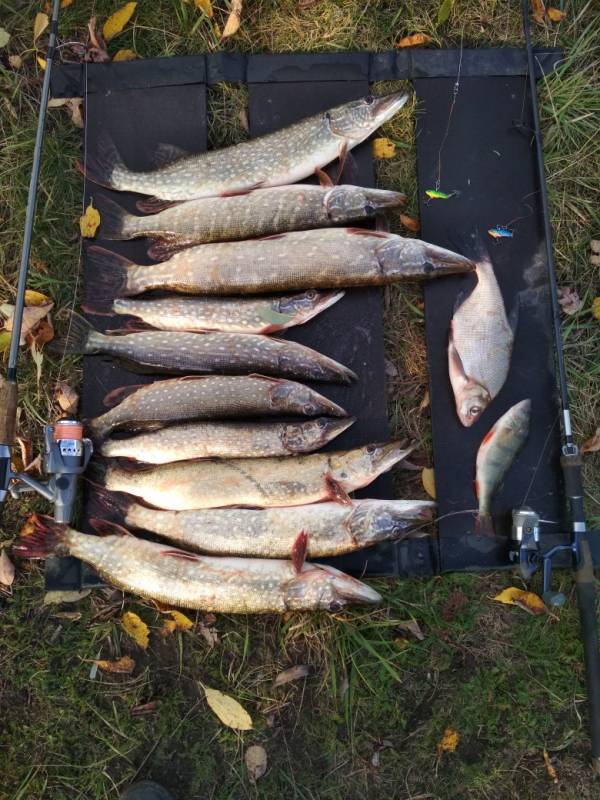 Фотоотчет по рыбе: Щука, Лещ, Окунь. Место рыбалки: Пинск