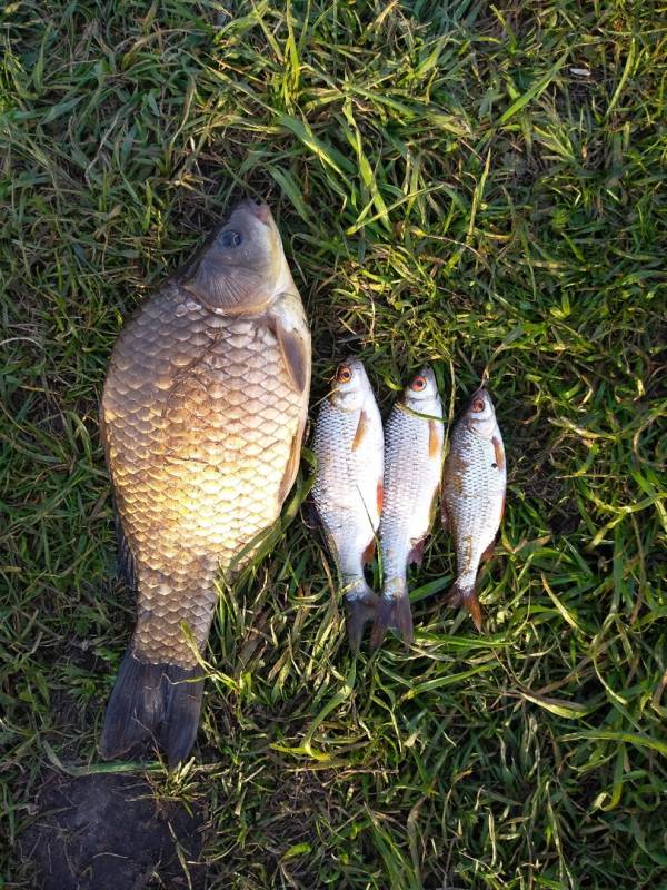 Фотоотчет по рыбе: Карась, Плотва. Место рыбалки: Светиловское озеро