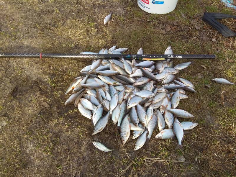 Фотоотчет по рыбе: Плотва. Место рыбалки: Солигорск